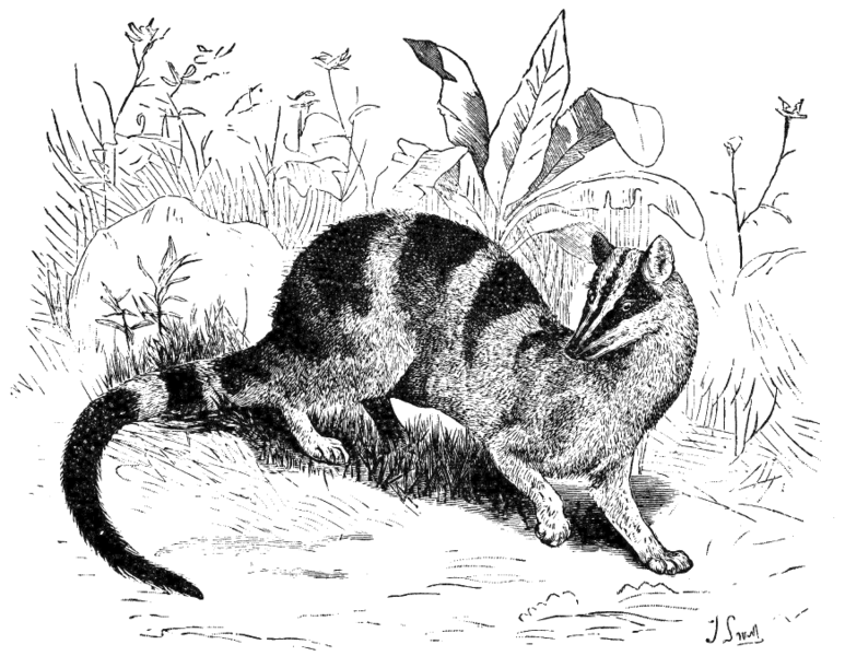 File:Cambridge Natural History Mammalia Fig 201.png