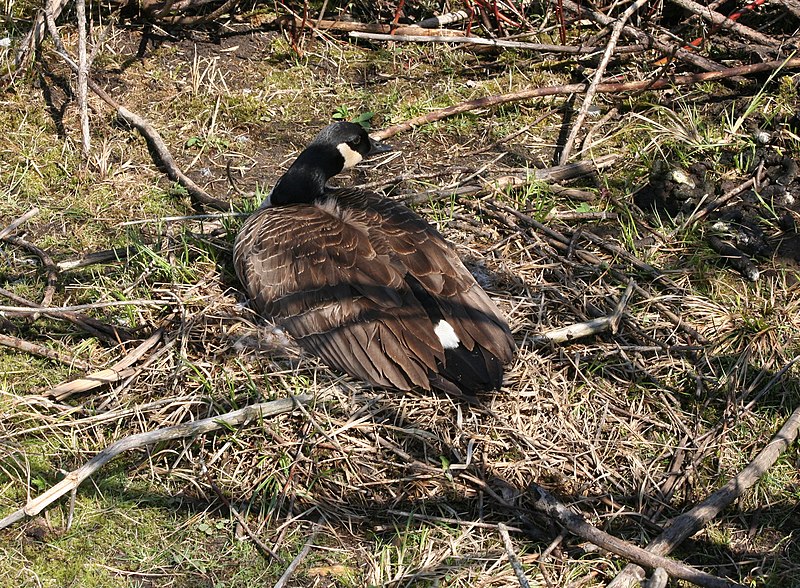 File:Canada Goose nesting - Tifft Nature Preserve.jpg