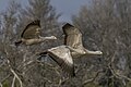 * Nomination Cape Barren geese (Cereopsis novaehollandiae) --Charlesjsharp 11:04, 26 January 2024 (UTC) * Promotion  Support Good quality. --Plozessor 15:47, 26 January 2024 (UTC)