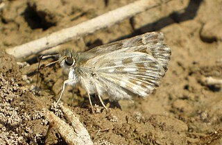 <i>Muschampia baeticus</i> Species of butterfly