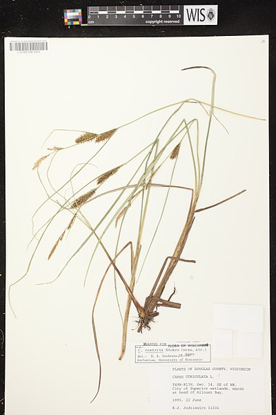 File:Carex rostrata herbarium (05).jpg