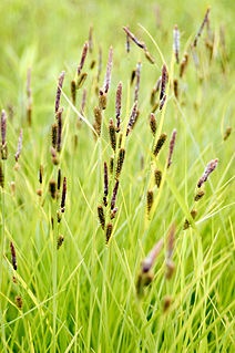 <i>Carex stricta</i> Species of grass-like plant