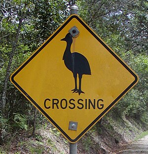 Cassowary crossing.jpg