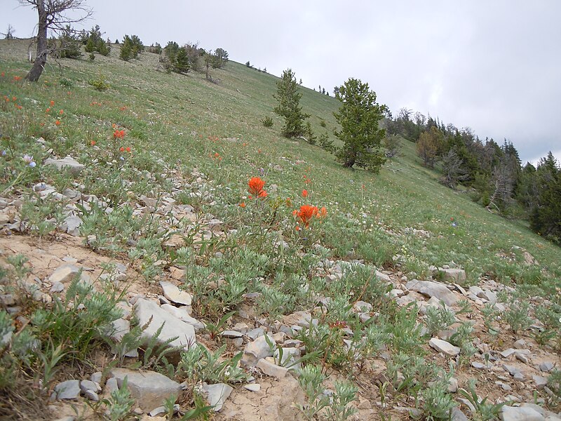 File:Castilleja crista-galli (5062010255).jpg