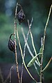 Catasetum discolor - seedpods