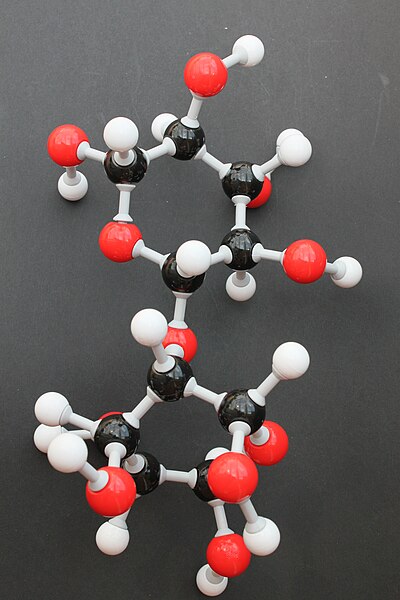 File:Cellobiose Molekülbaukasten 9519.JPG