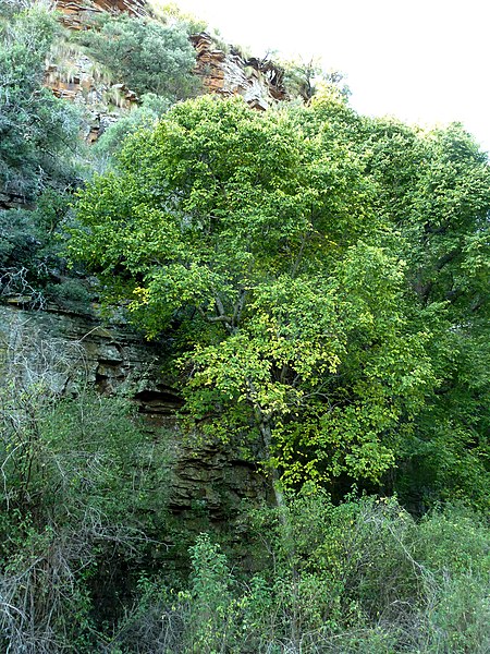 Celtis africana