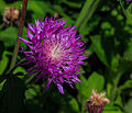 Centaurea hypoleuca. Locatie, Tuinen Mien Ruys in Dedemsvaart.