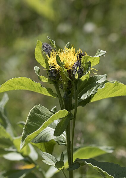 File:Centaurea macrocephala - Bighead knapweed 02.jpg