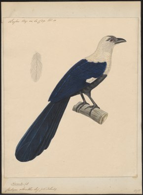 Beeldbeschrijving Centropus ateralbus - 1825-1838 - Prent - Iconographia Zoologica - Bijzondere Collecties Universiteit van Amsterdam - UBA01 IZ18800177.tif.