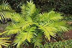 Thumbnail for Ceratozamia robusta