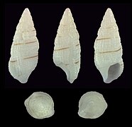 Cerithium albolineatum, shell, form with a single line