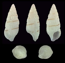 Cerithium albolineatum