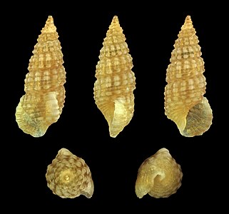 Cerithium spec.