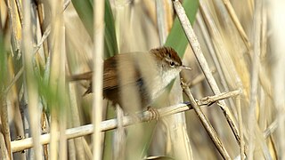 s'Albufeira Marsh, Mallorca, Spain