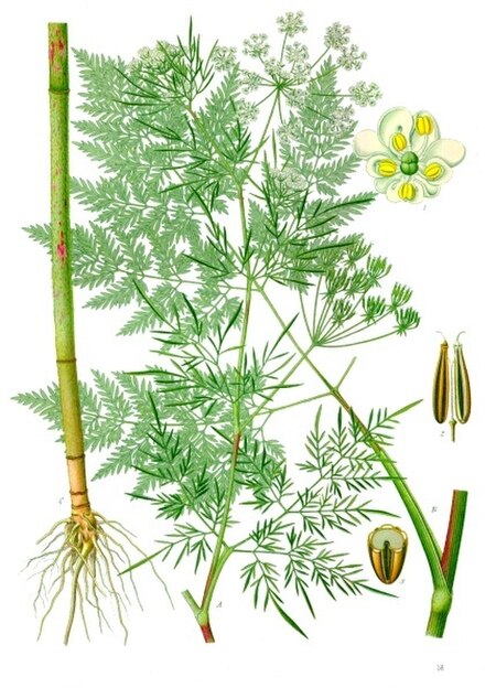 Chaerophyllum bulbosum - Köhler–s Medizinal-Pflanzen-177.jpg