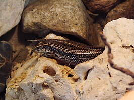 West-Canarische skink