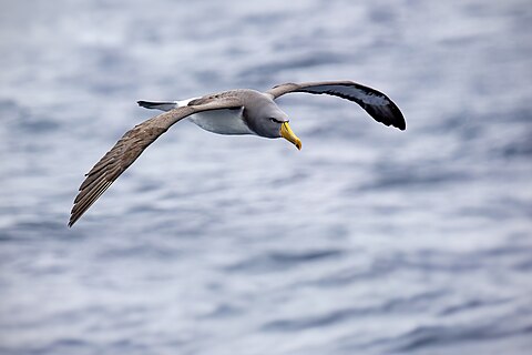 Chatham Albatross