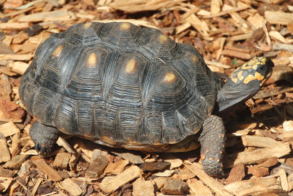 Russian Tortoise Weight Chart