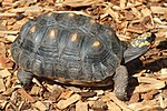 Chelonoidis carbonaria LoroParqueTenerife red-foot tortoise IMG 5135.JPG