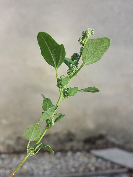 File:Chenopodium opulifolium sl42.jpg