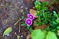 Carnation China Pink (Dianthus chinensis).