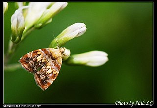 <i>Choreutis sexfasciella</i> Species of metalmark moth in genus Choreutis