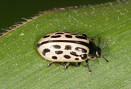 Chrysomela vigintipunctata