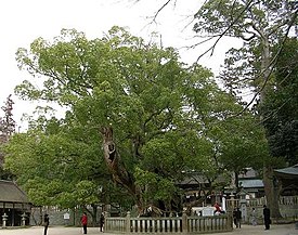 Древнее камфорное дерево возрастом около 1000 лет, Япония