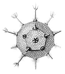 Circorrhegma dodecahedra עם 20 קוצים (שלא כולם אוירו) ו-12 פאות