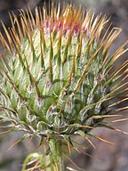 Cirsium canovirens