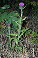 Cardo (Cirsium vulgare)