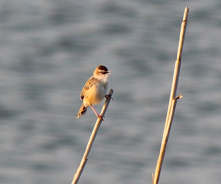 File:Cisticola juncidis brunniceps crying.JPG