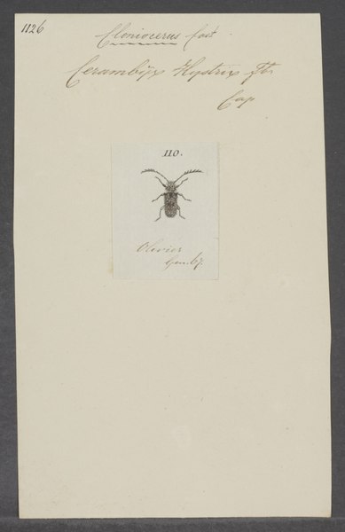 File:Cloniocerus - Print - Iconographia Zoologica - Special Collections University of Amsterdam - UBAINV0274 034 17 0004.tif