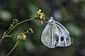 * Nomination Close wing position nectaring of Pieris canidia (Linnaeus, 1768) – Asian Cabbage White (by SVKMBFLY) --Atudu 01:48, 29 March 2020 (UTC) * Promotion  Support Good quality. --XRay 02:56, 29 March 2020 (UTC)