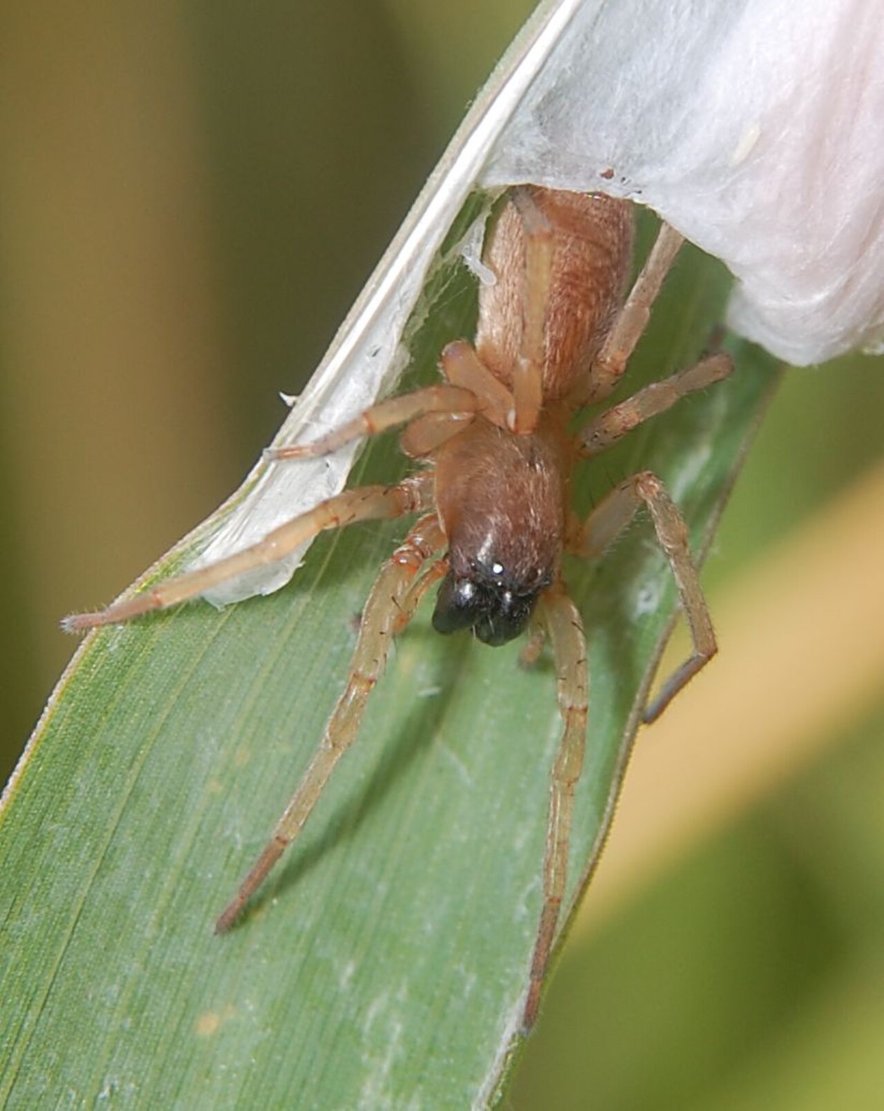 Clubiona Clubionidae пауки