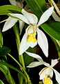 Coelogyne nitida