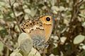 Coenonympha thyrsis