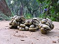 * Nomination: Seeds of Arabica coffee in civet scat in a coffee growing region of Karnataka, India. By User:Anand.osuri --Shankar Raman 05:49, 29 June 2017 (UTC) * * Review needed