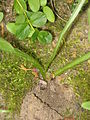 Colchicum alpinum seed pod
