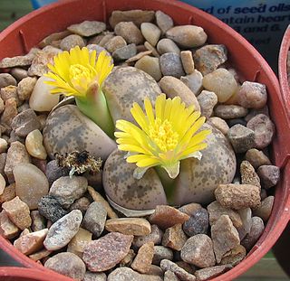 <i>Lithops coleorum</i> Species of succulent