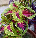 Miniatura para Coleus