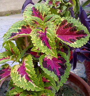 <i>Coleus</i> genus of plants