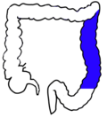 Vignette pour Côlon descendant