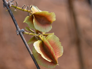 Fruit of C. mossambicense Combretum mossambicense (fruit).jpg