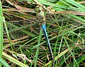 Uncommon blue form female, Ottawa, Canada