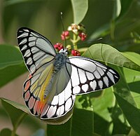 Common Jezebel (Delias eucharis) in Hyderabad, AP W IMG 9799.jpg