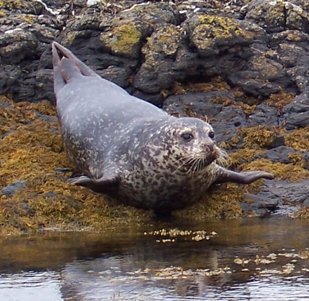 File:Common Seal flopping.jpg