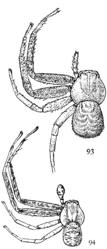 عنکبوت های مشترک ایالات متحده 093-4.png