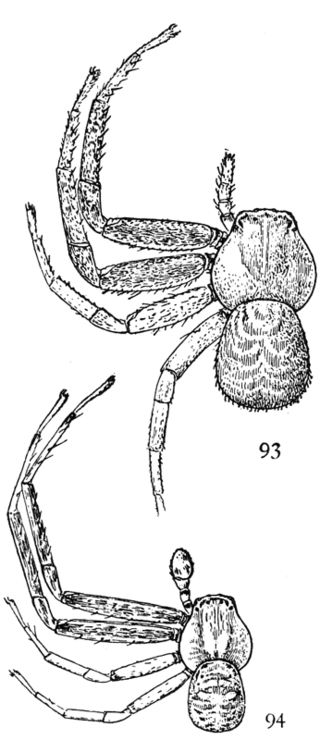 <i>Xysticus funestus</i> Species of spider